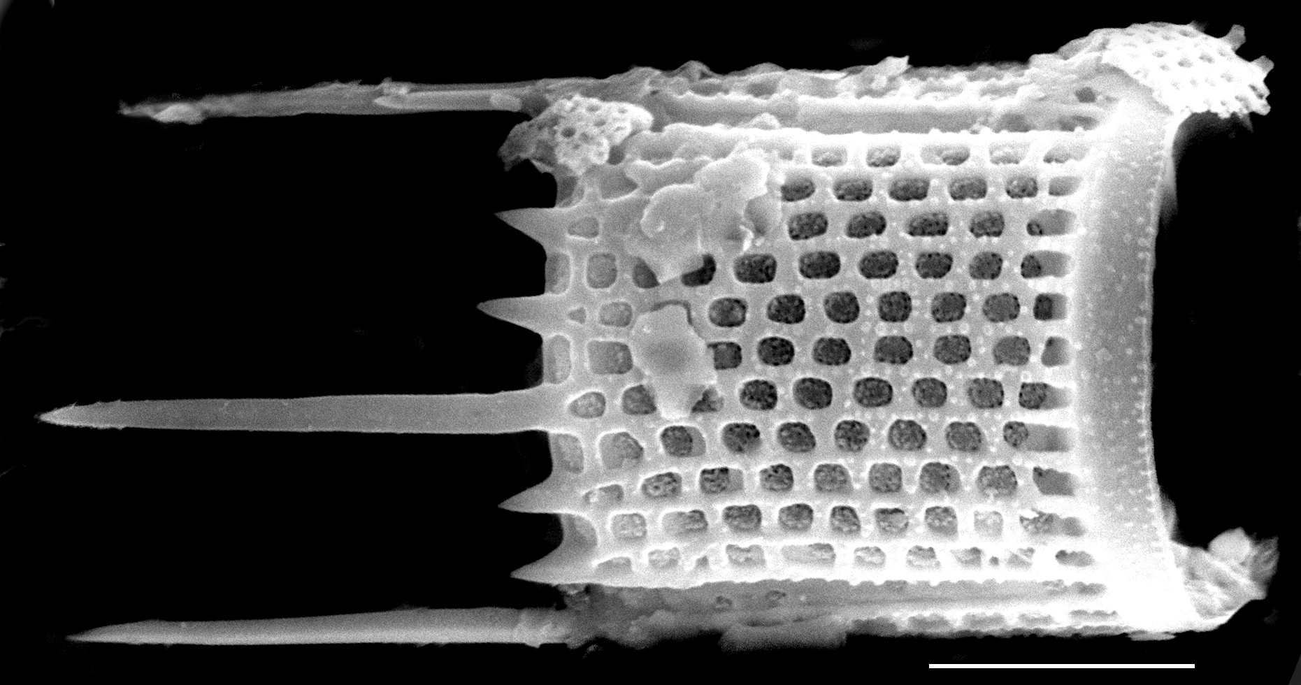 Aulacoseira granulata SEM4