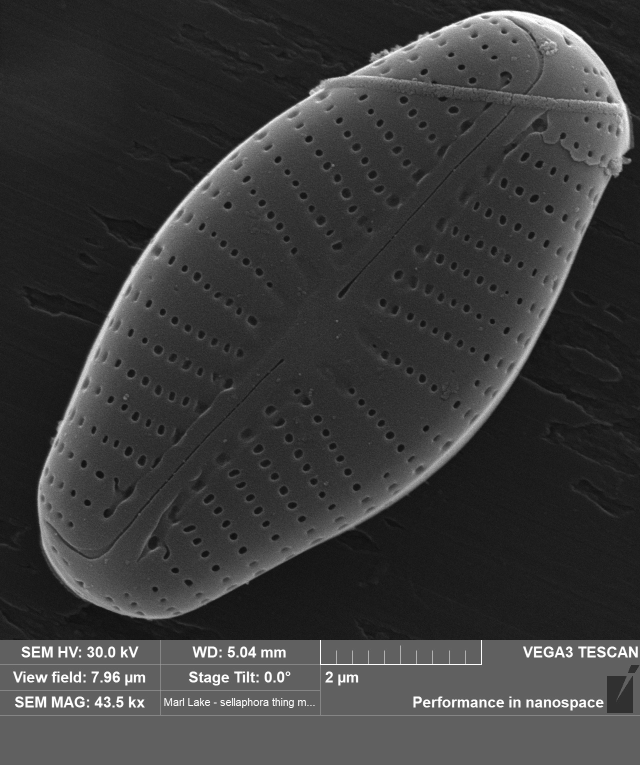 Sellaphora vere SEM1