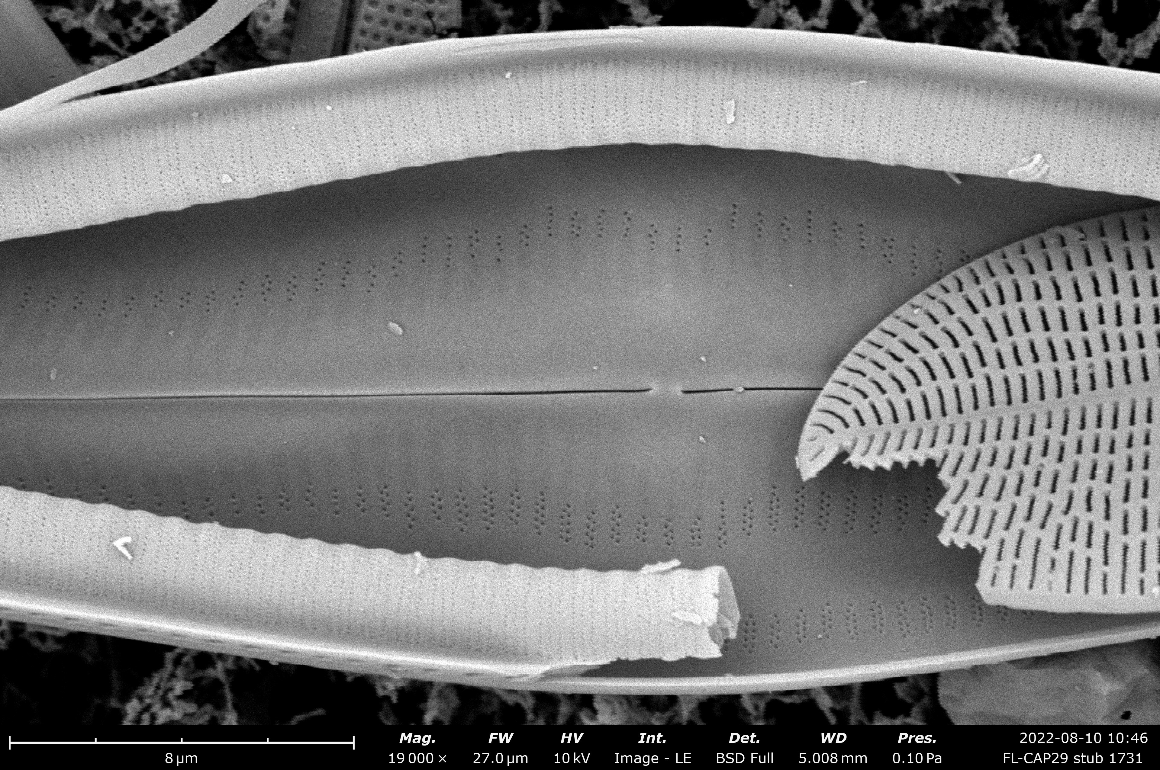 Mastogloia floridensis SEM5