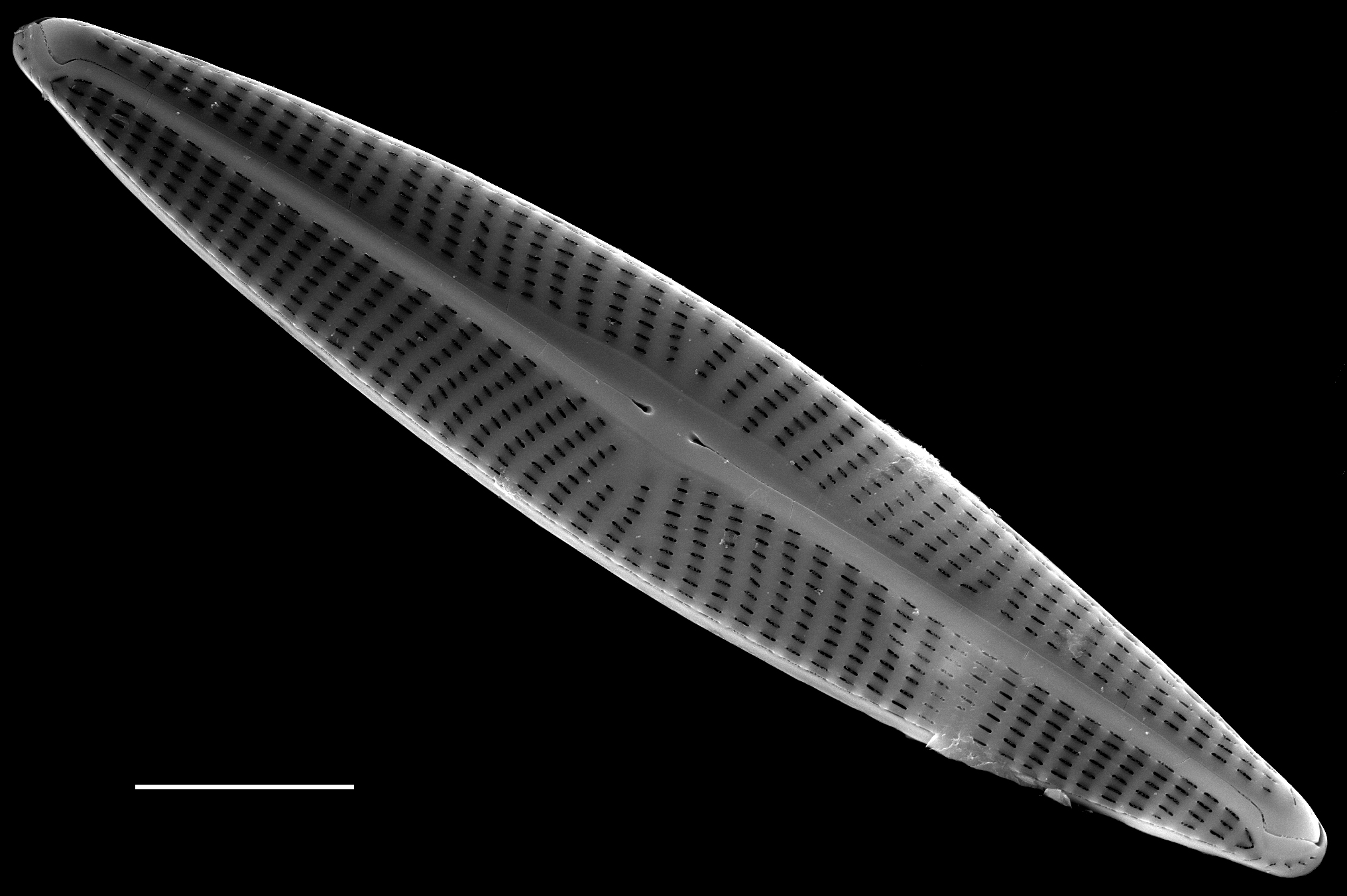 Navicula cryptotenella SEM2