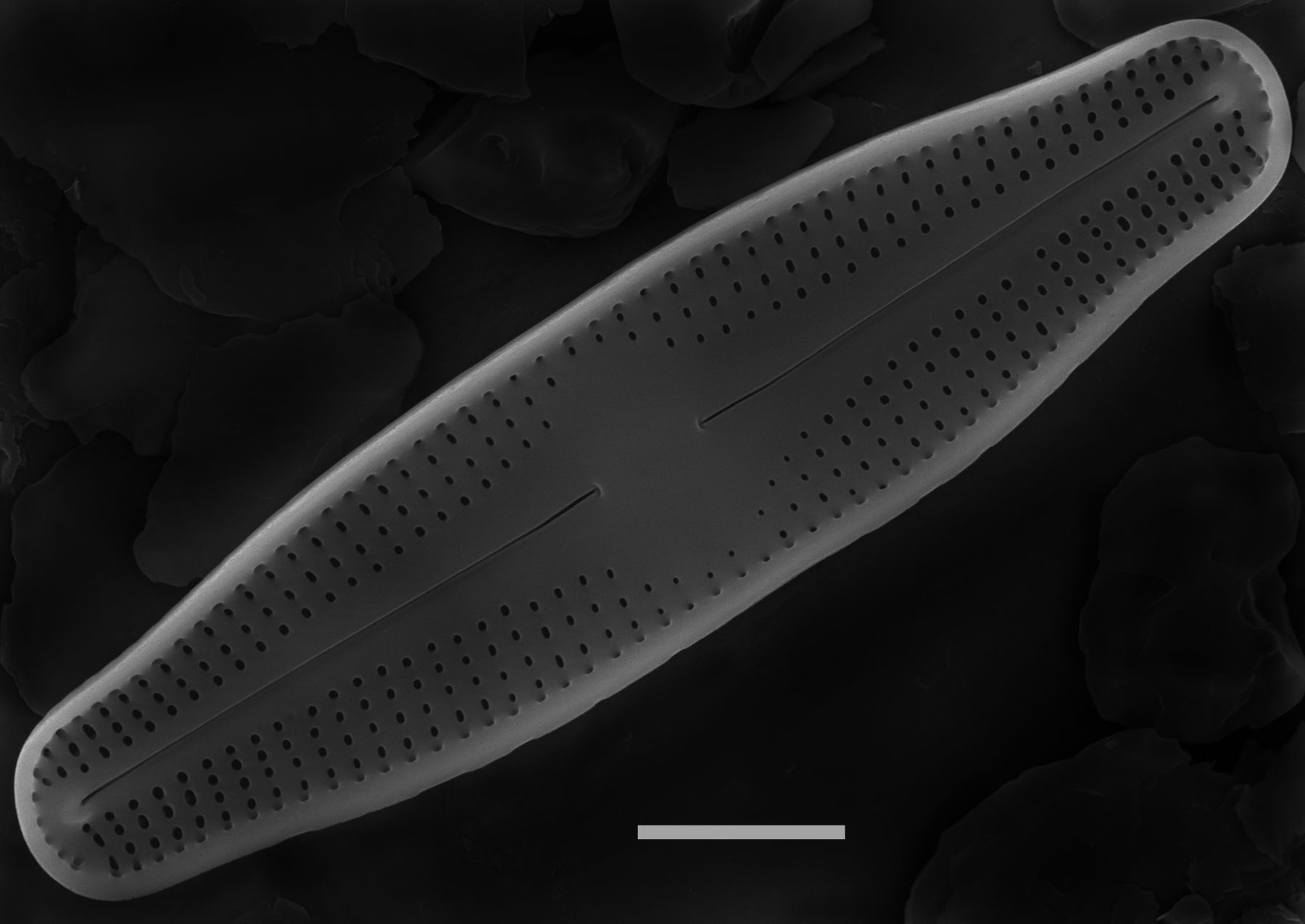 Nupela elegantula SEM1