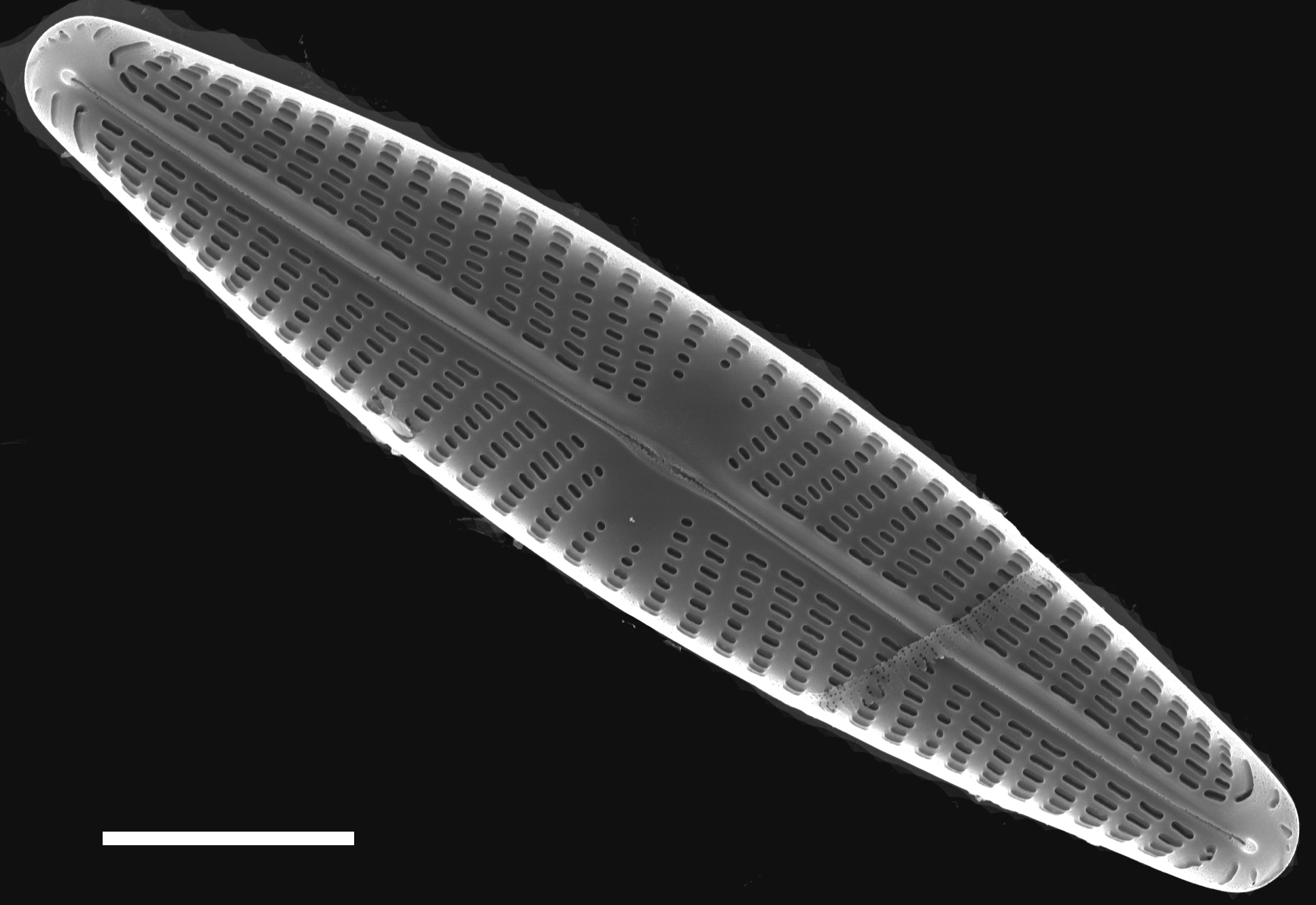 Navicula libonensis SEM1
