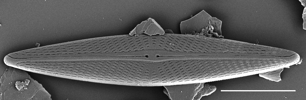 Navicula hintzii SEM1