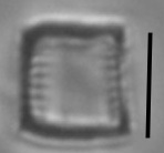 Nanofrustulum cataractarum LM1r