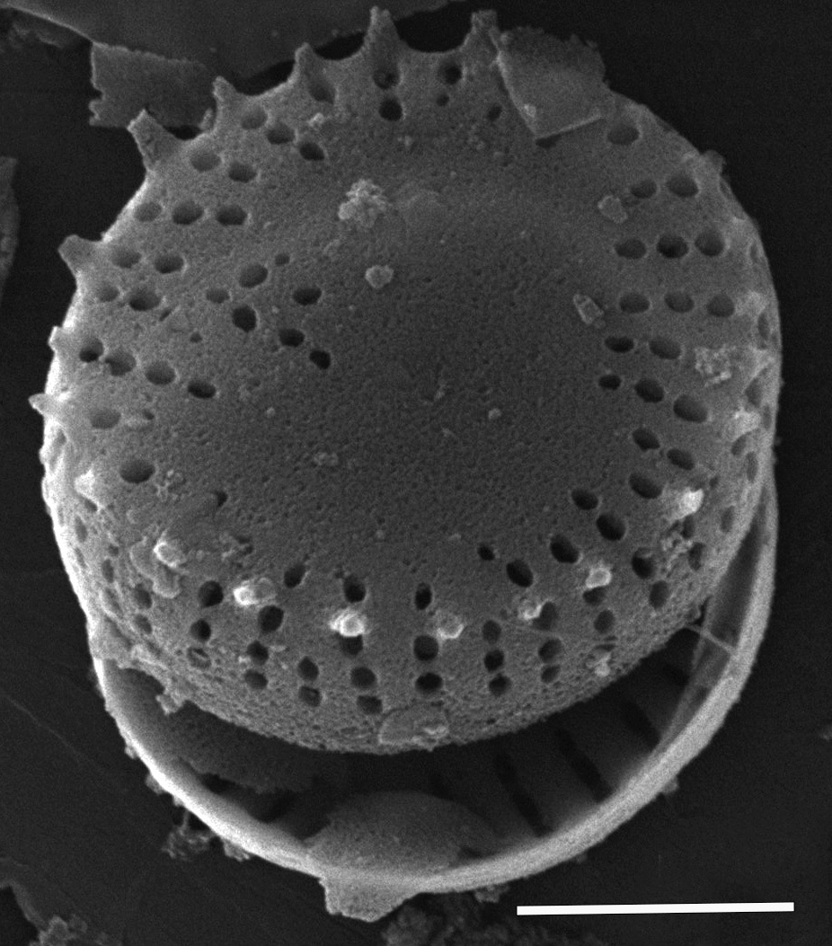 Nanofrustulum cataractum SEM2