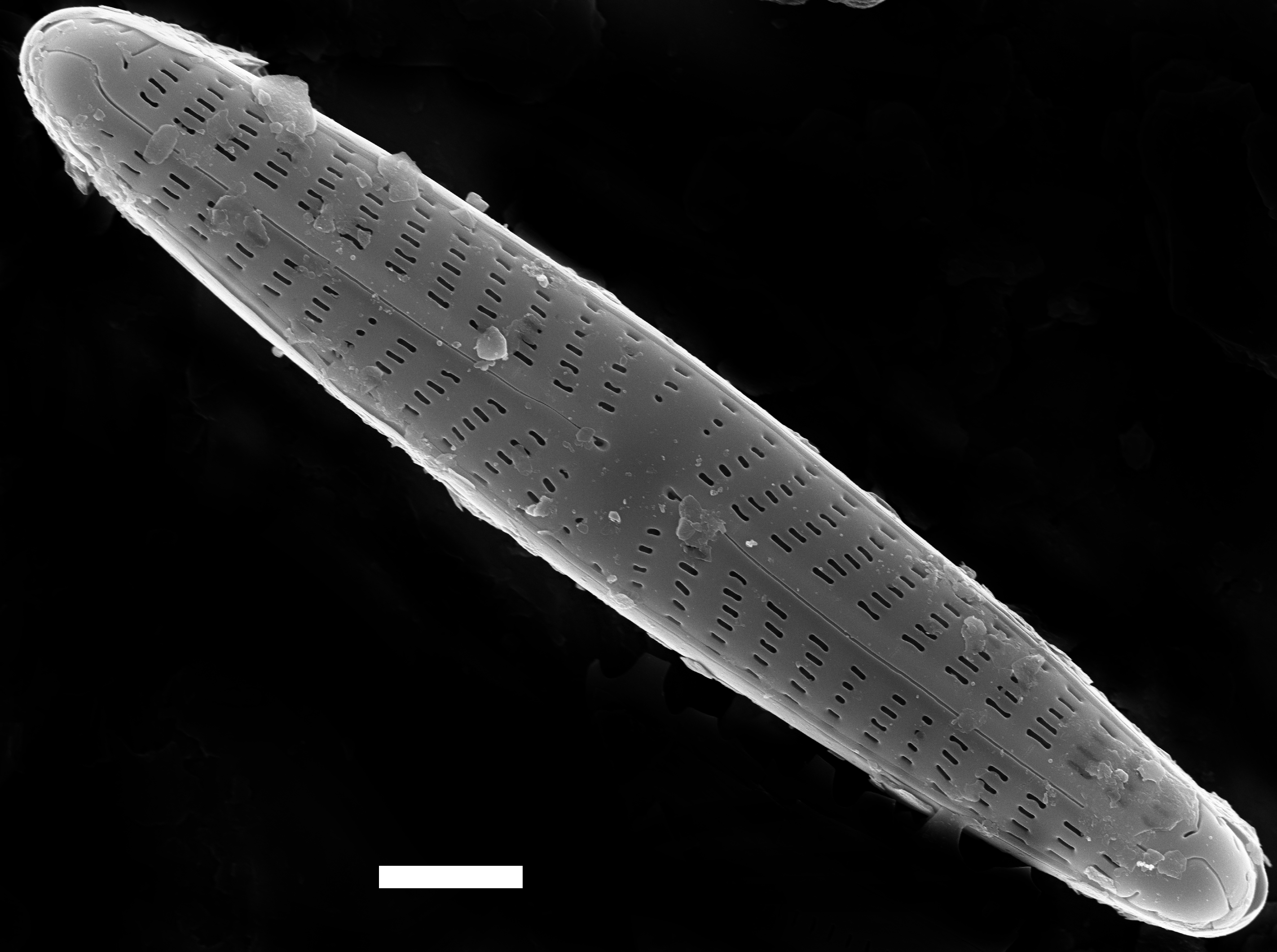 Navicula Pseudotenelloides ANSP PF43 015 SEM