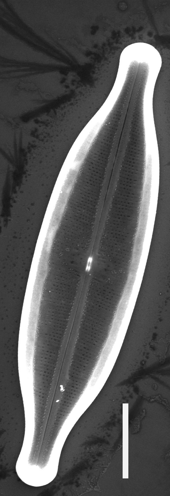 Neidium Productum Sem1