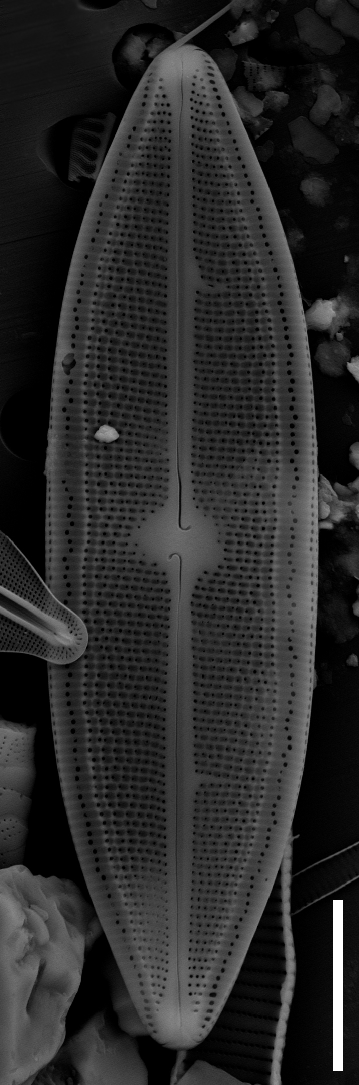 Neidium sp1 external SEM 10µm