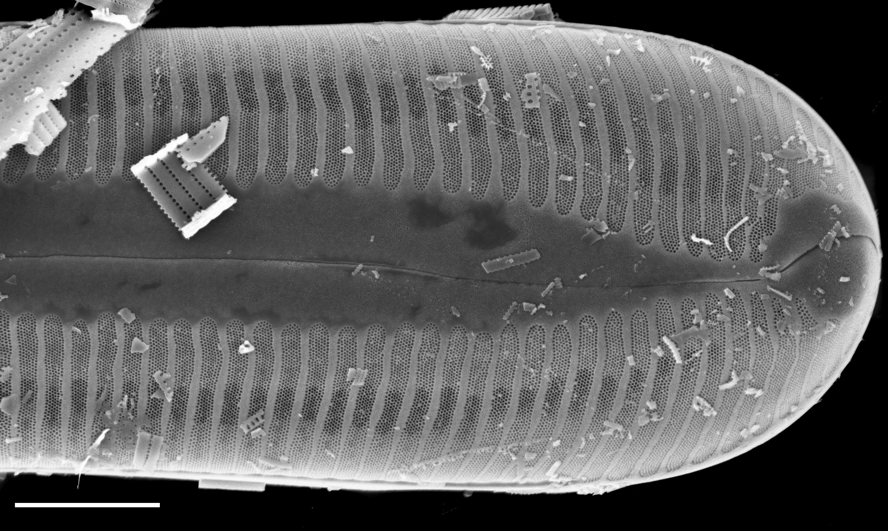 Pinnularia ectorii SEM1