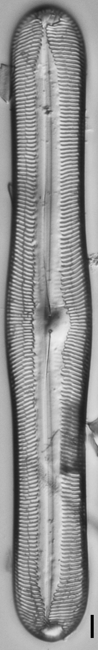 Pinn Ectorii GC49373b 1