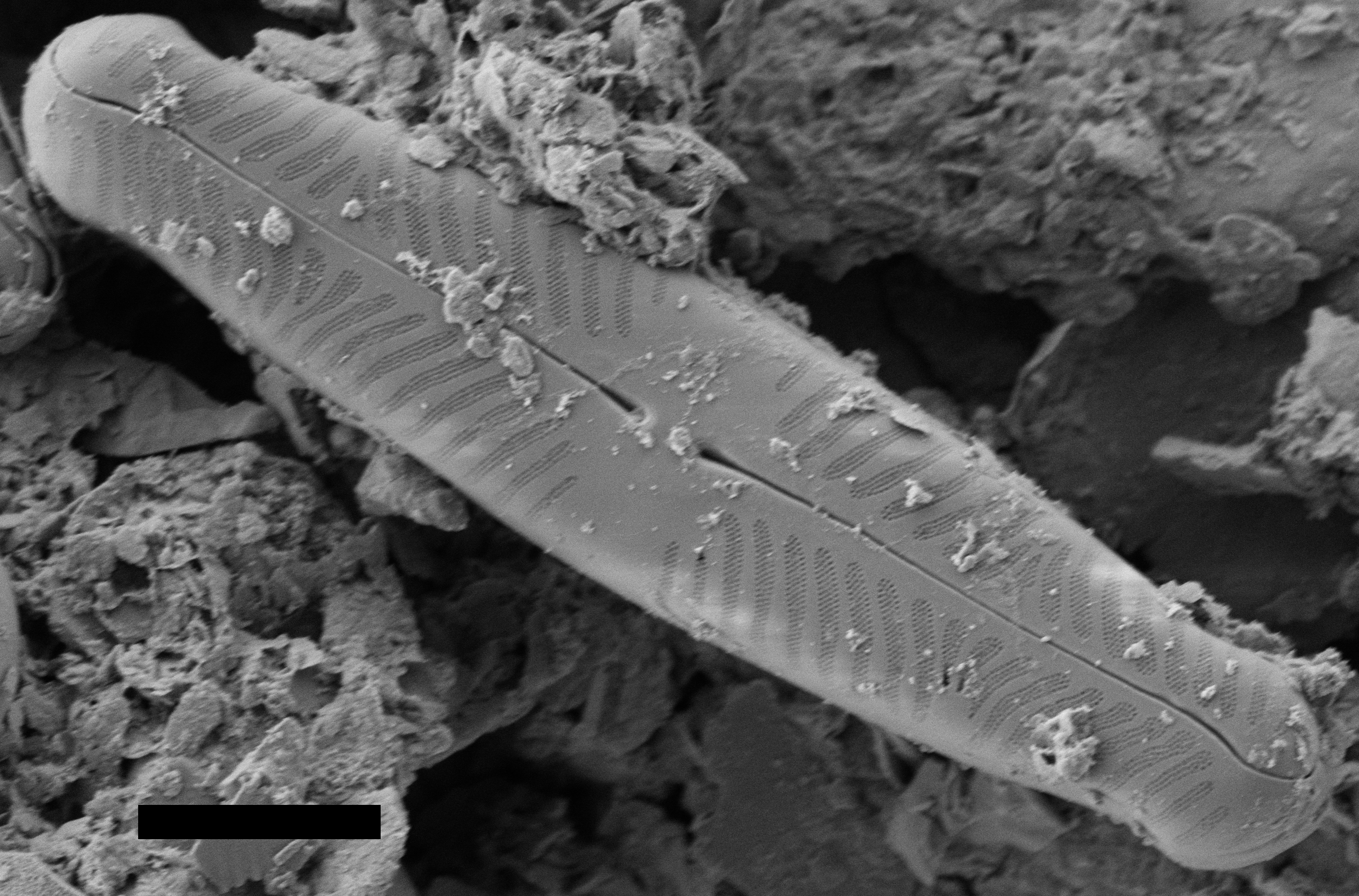 Pinnularia Divergentissima Subrostrata SEM PF23a 001