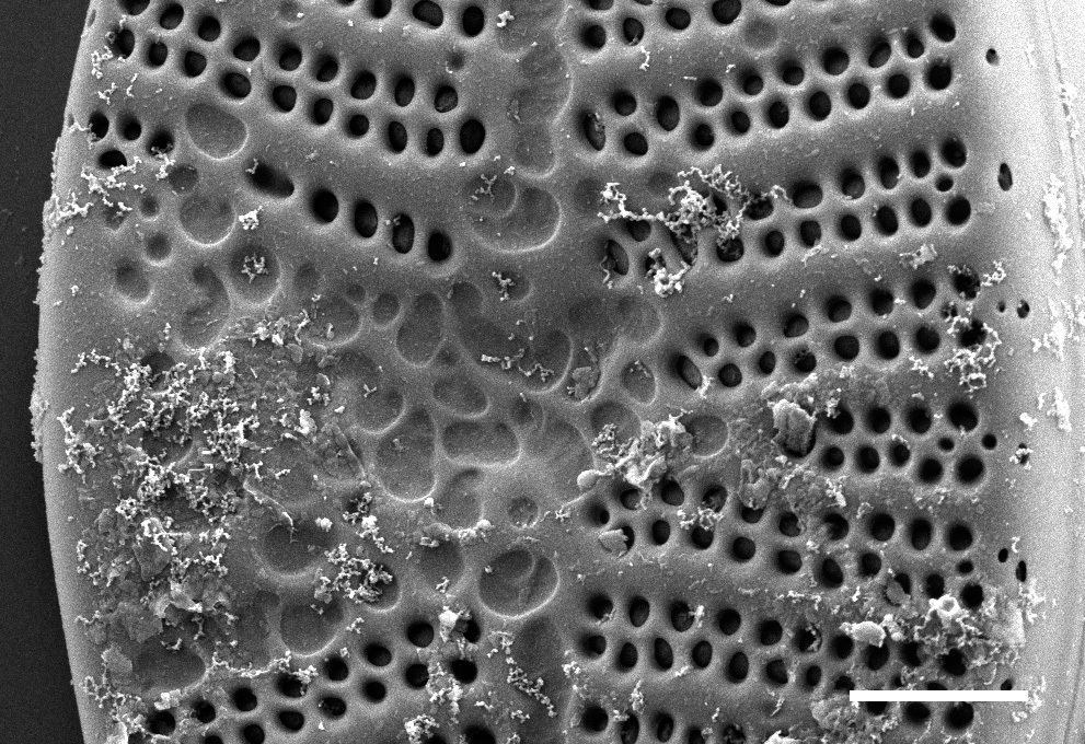 Planothidium californicum SEM4