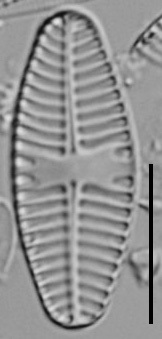 Planothidium Sheathii Lm08