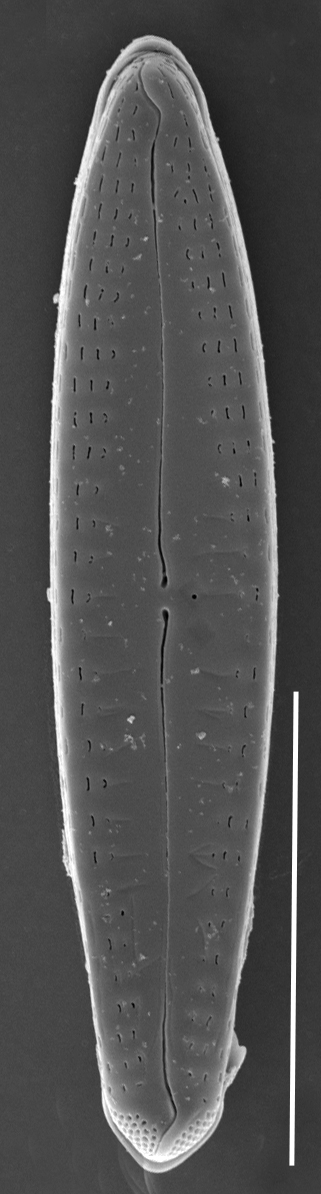 Gomphonema caperatum SEM1