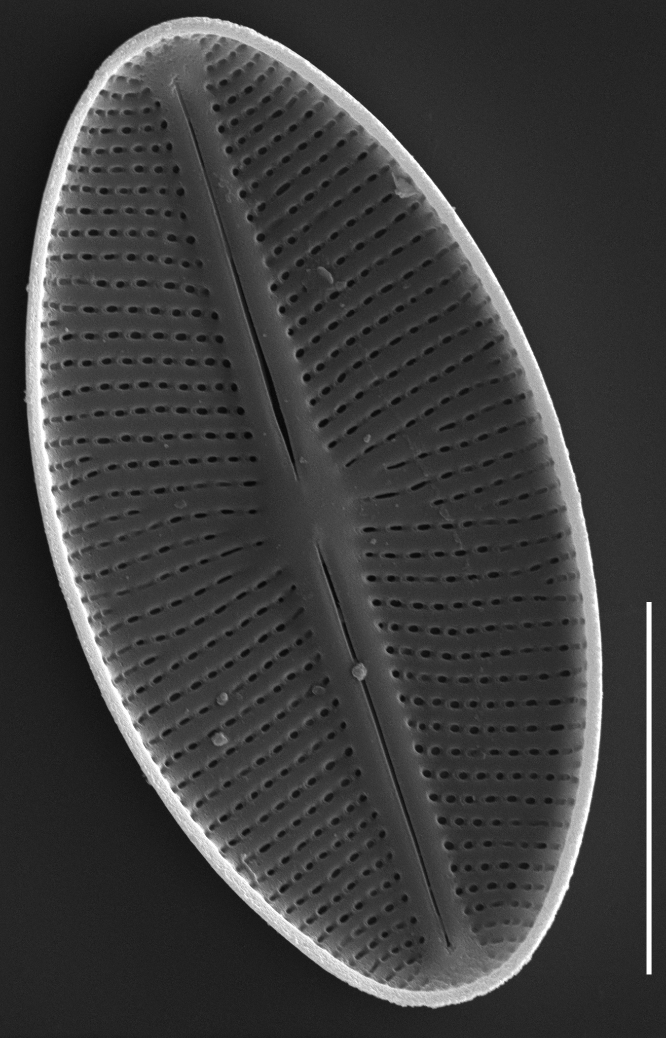 Cavinula cocconeiformis SEM1