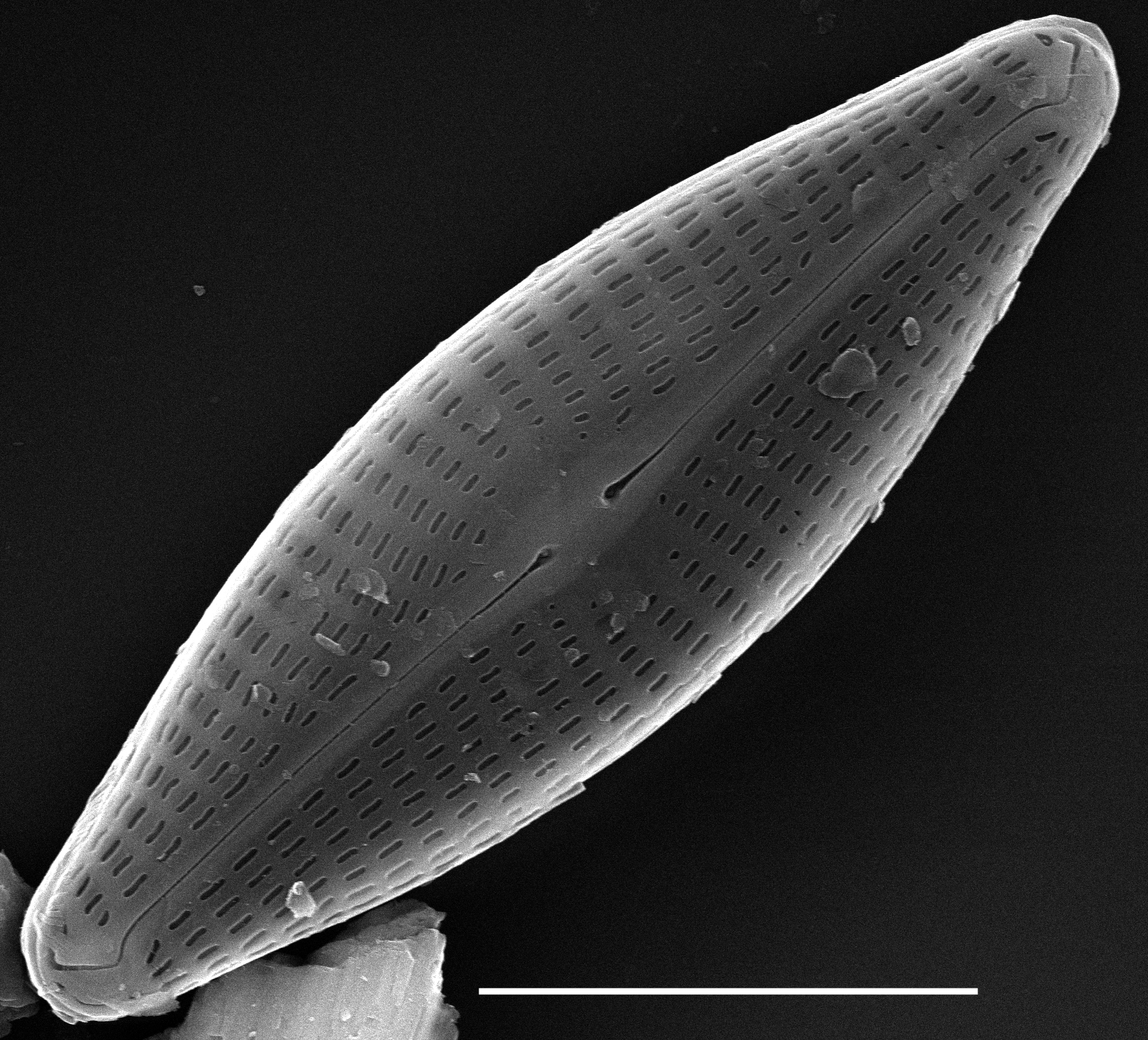 Navicula antonii SEM1