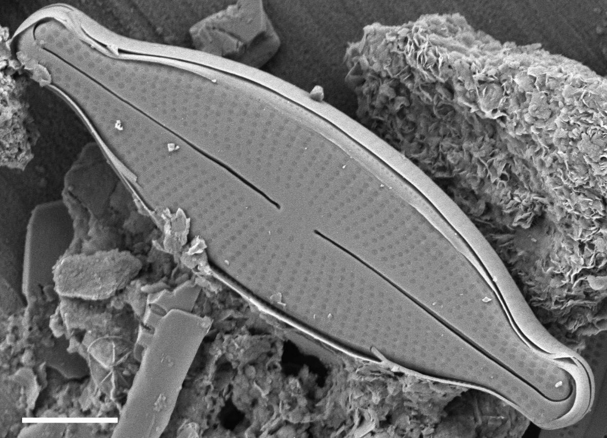 Adlafia multnomahii SEM5