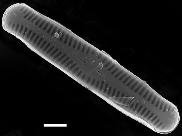 Chamaepinnularia gandrupii SEM1 ANSP PF43 021