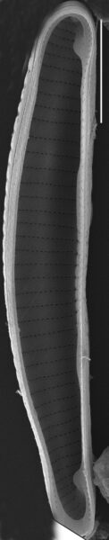 Eunotia papilioforma SEM1