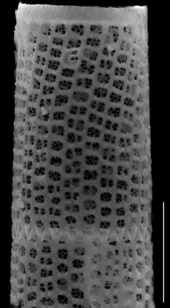 Aulacoseira granulata SEM2