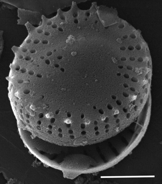 Nanofrustulum cataractum SEM2