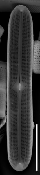 Neidium bisulcatum 6 SEM 10 µm