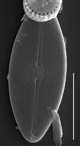 Cavinula cocconeiformis SEM2