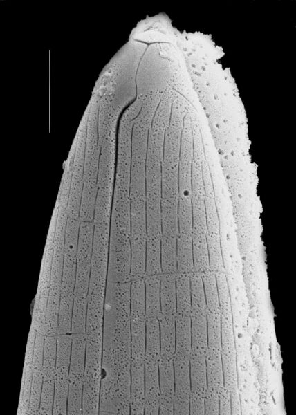 Navicula geronimensis SEM2