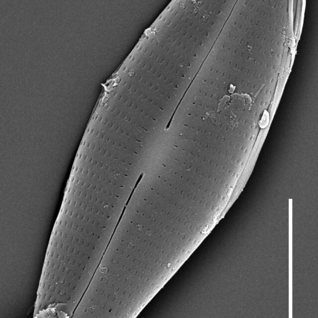  Craticula molestiformis SEM2