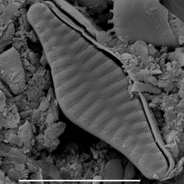 Punctastriata mimetica SEM2