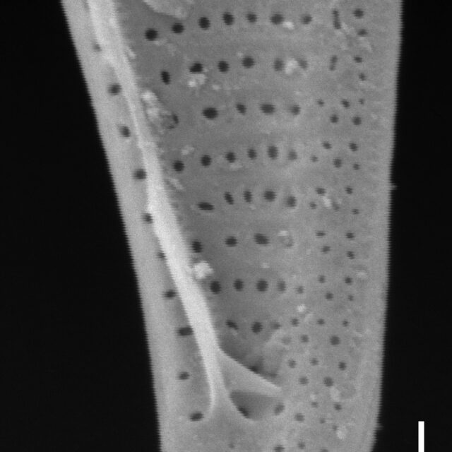 Nitzschia angustata SEM1