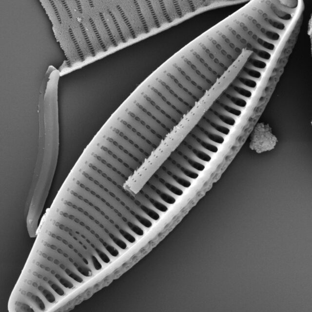 Nitzschia angustata SEM2