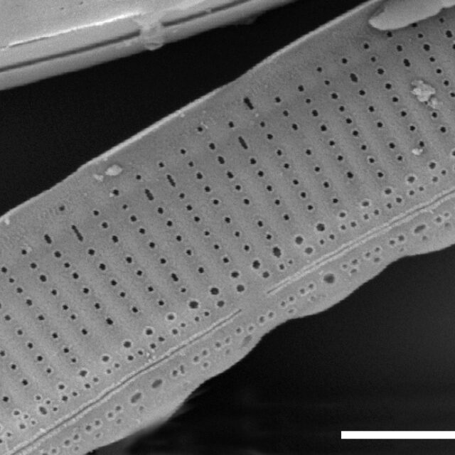 Nitzschia angustata SEM4