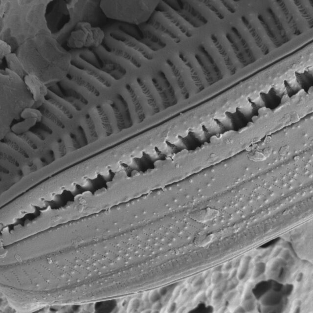 Surirella arctica SEM2