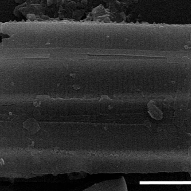 Fragilariforma nitzschioides SEM1