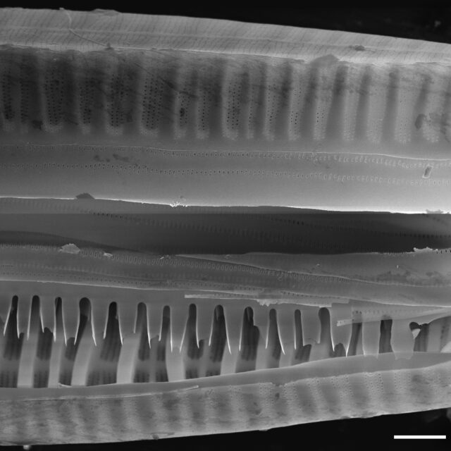 Diatoma vulgaris SEM1