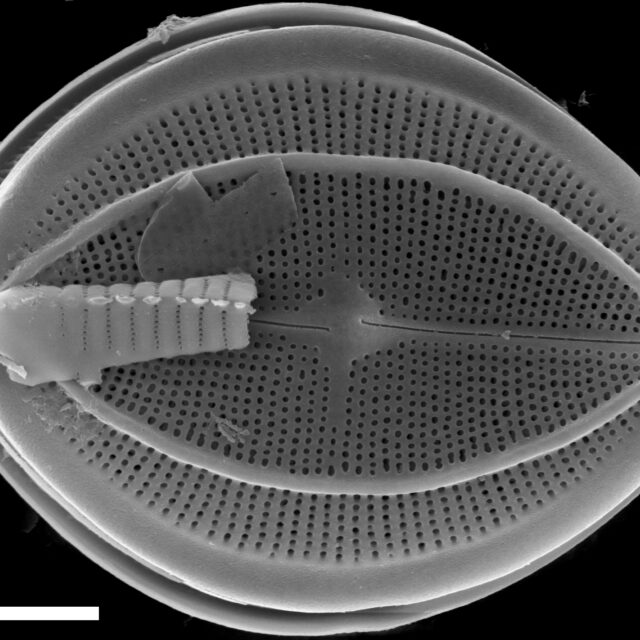 Cocconeis klamathensis SEM1