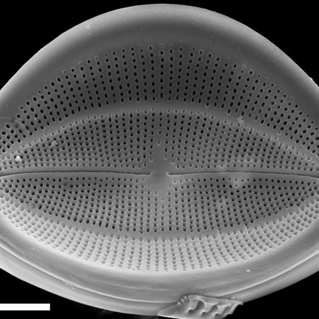 Cocconeis klamathensis SEM3