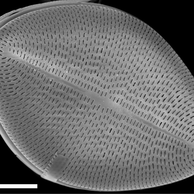 Cocconeis klamathensis SEM4