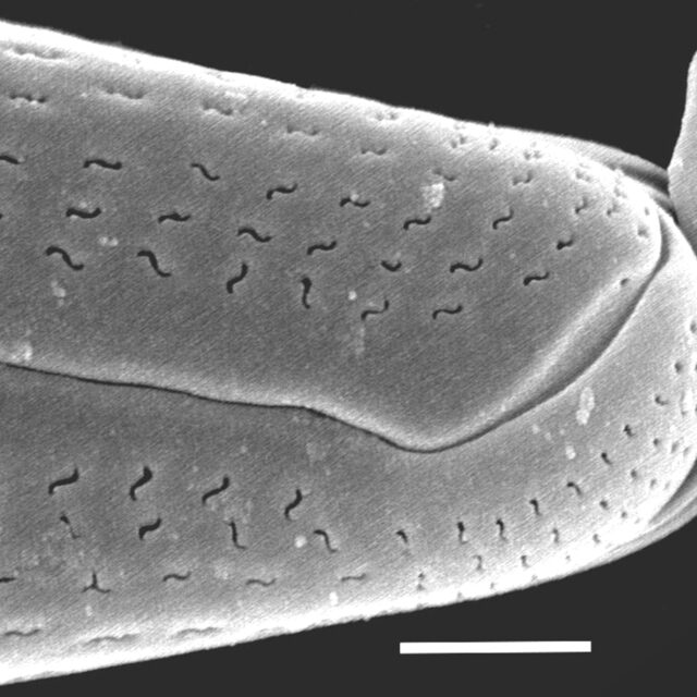 Delicata montana SEM2