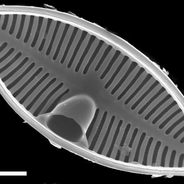 Planothidium lanceolatoide SEM3