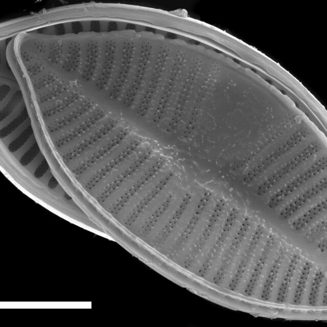 Planothidium lanceolatoide SEM2