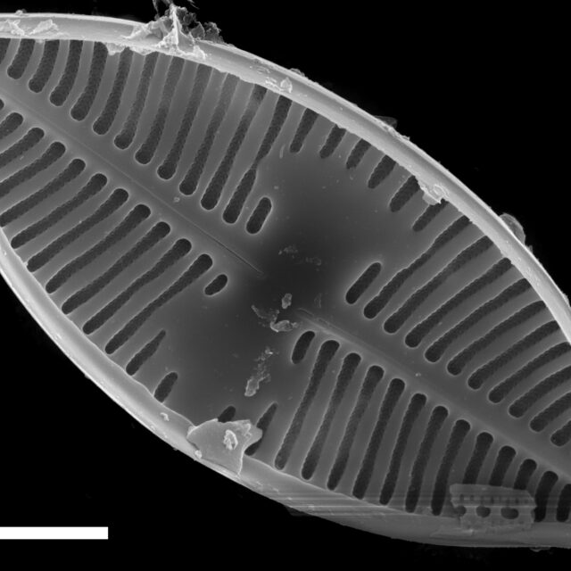 Planothidium lanceolatoide SEM4