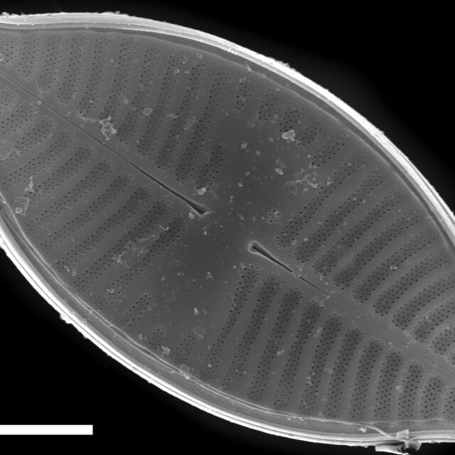 Planothidium lanceolatoide SEM1