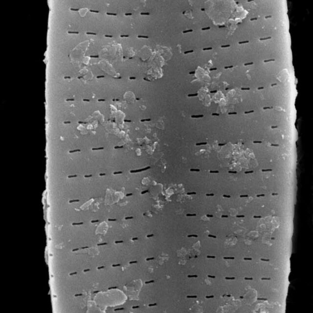 Achnanthidium latecephalum SEM1