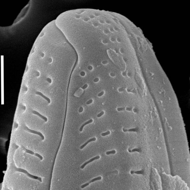 Delicata canadensis SEM1