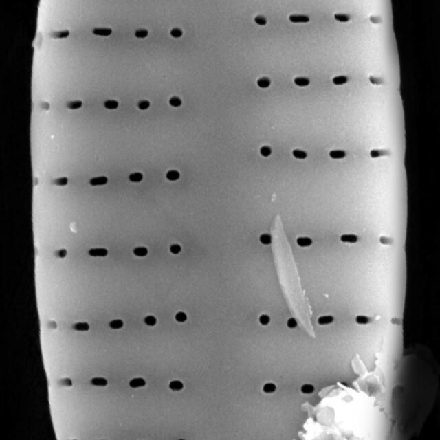 Achnanthidium atomus SEM1