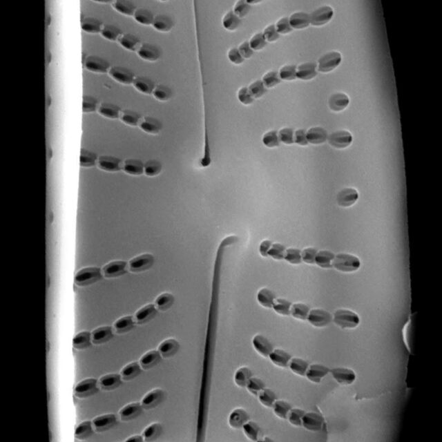 Achnanthidium atomus SEM3