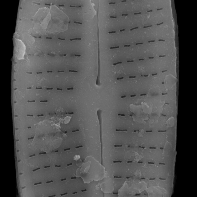 Achnanthidium latecephalum SEM2