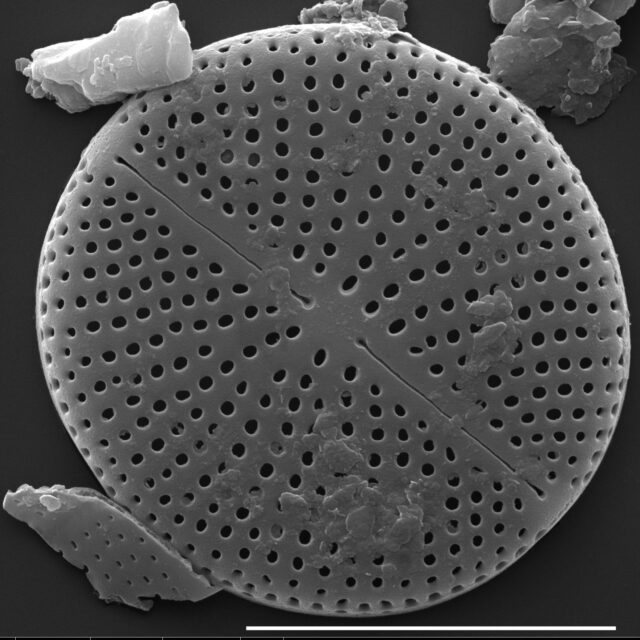 Cavinula pseudoscutiformis SEM1